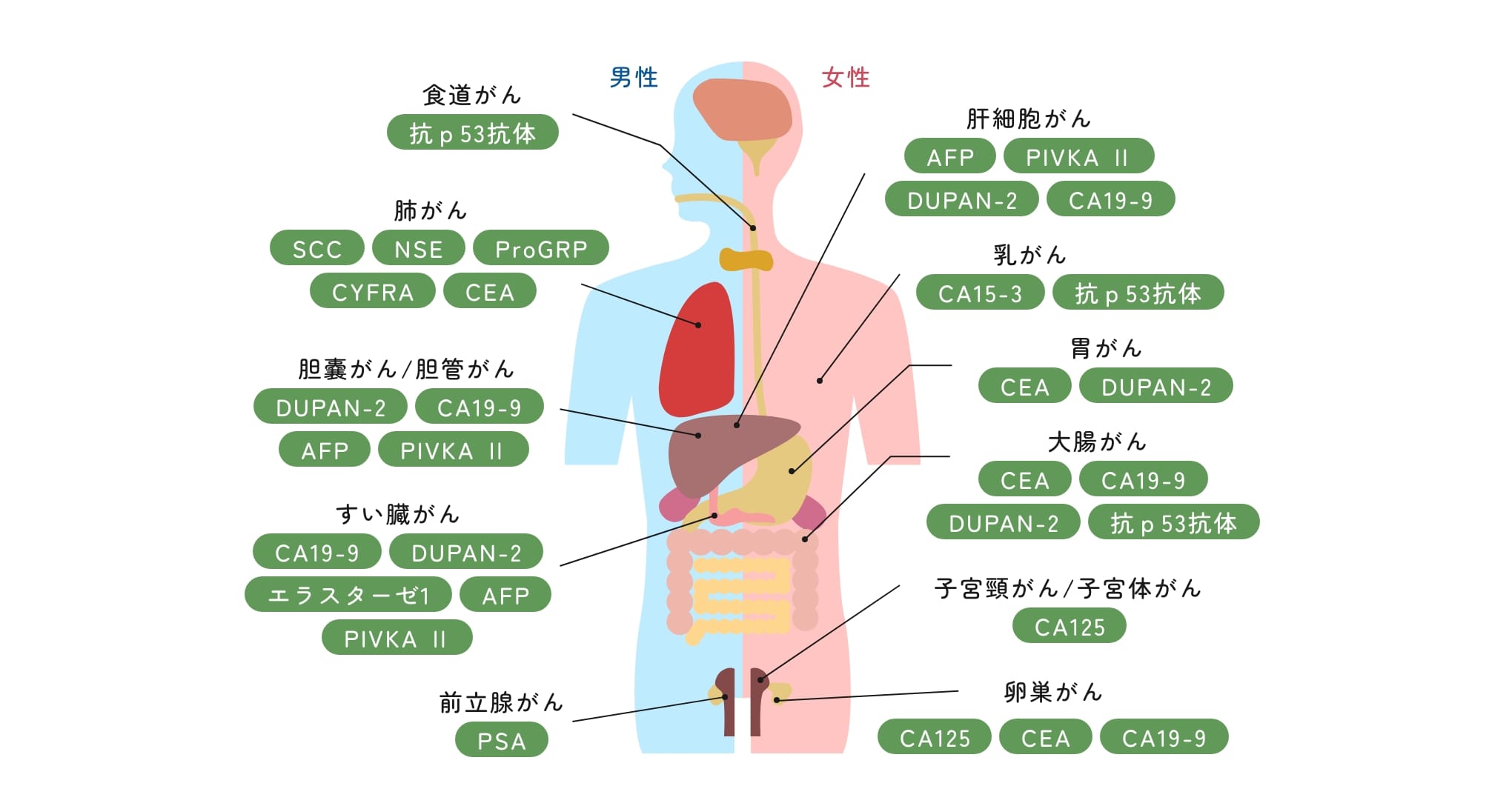 腫瘍マーカー