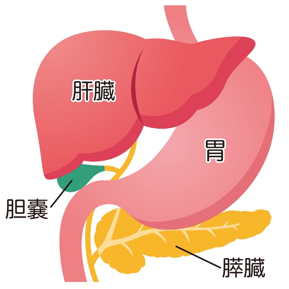臓器イラスト